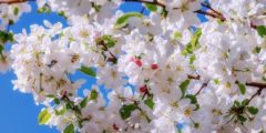 أسماء الزهور والأشجار بالإنجليزية مع النطق