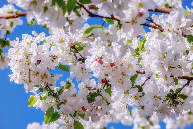 أسماء الزهور والأشجار بالإنجليزية مع النطق