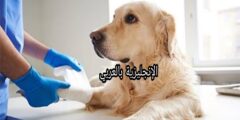 مفردات البيطرة في اللغة الإنجليزية