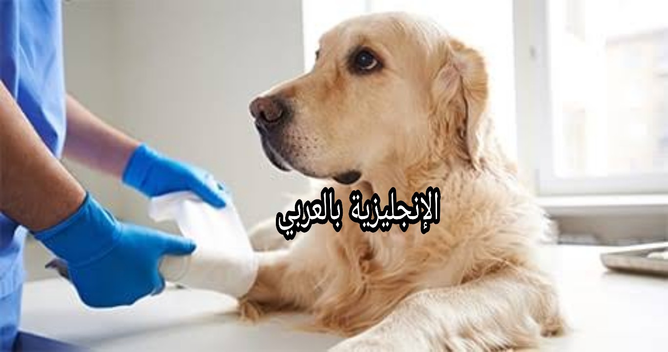 مفردات البيطرة في اللغة الإنجليزية