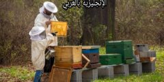 مصطلحات تربية النحل في اللغة الإنجليزية