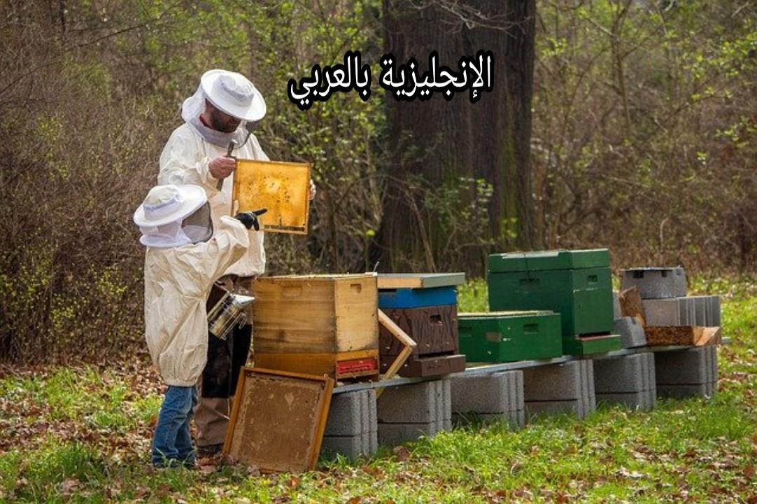 مصطلحات تربية النحل في اللغة الإنجليزية