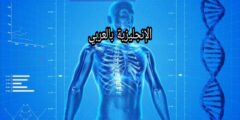 الهيكل العظمي للإنسان بالإنجليزية مع النطق والترجمة بالعربية