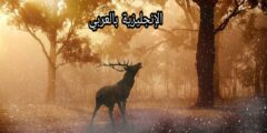 مصطلحات الغابة بالإنجليزية