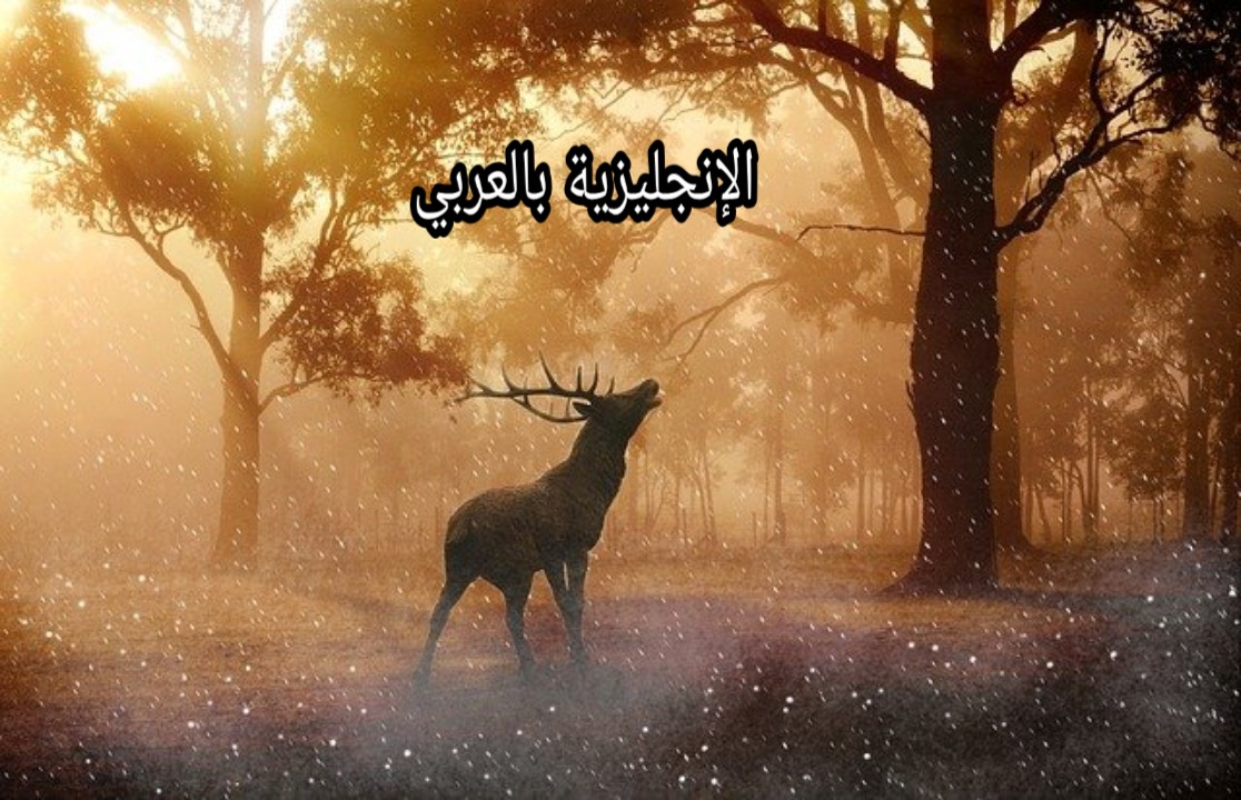 مصطلحات الغابة بالإنجليزية