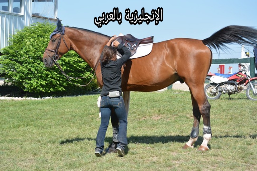 مفردات رياضة سباق الخيل بالإنجليزي