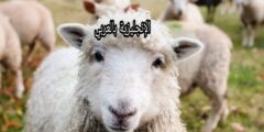 أصوات الحيوانات والطيور بالإنجليزية والعربية