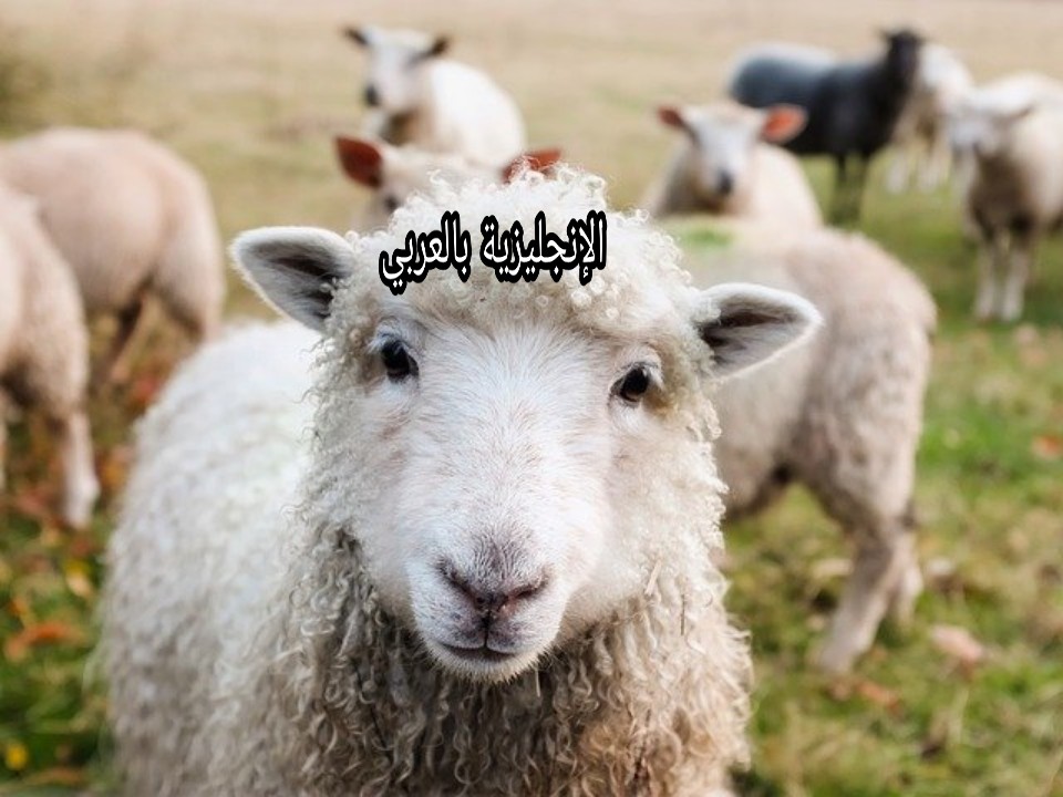 الحيوانات والطيور في الإنجليزية