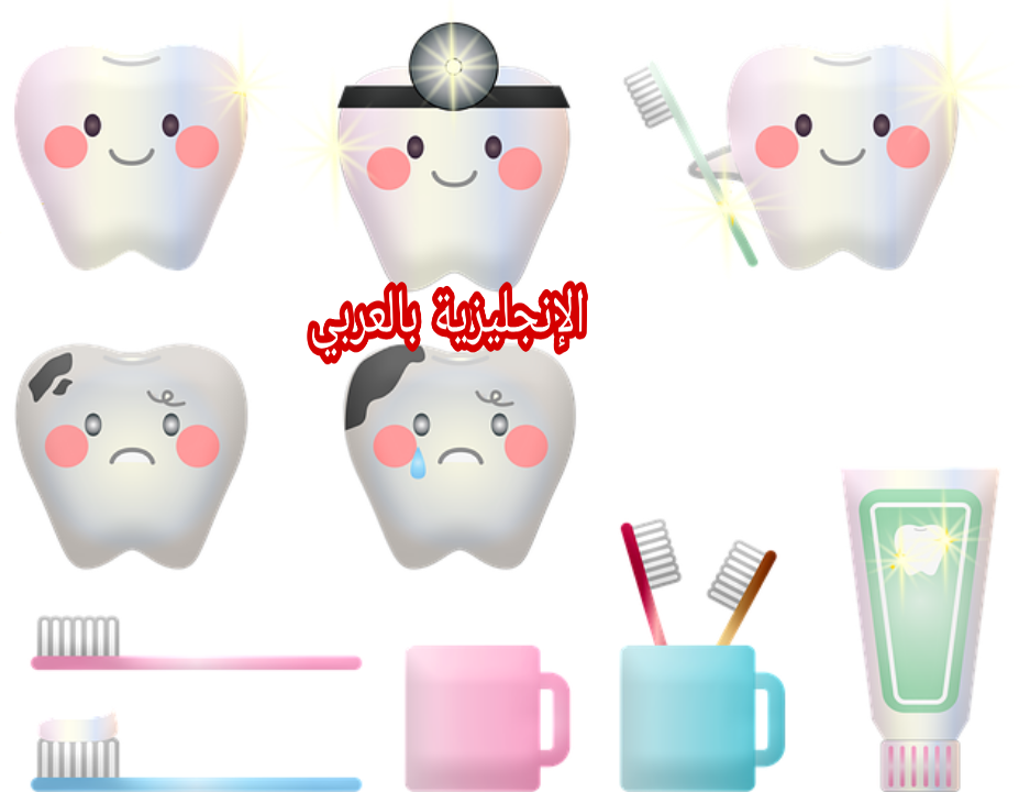 مفردات الأسنان بالإنجليزي