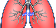 الجهاز التنفسي للإنسان بالإنجليزي والعربي