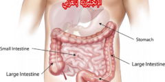 الجهاز الهضمي بالإنجليزي والعربي
