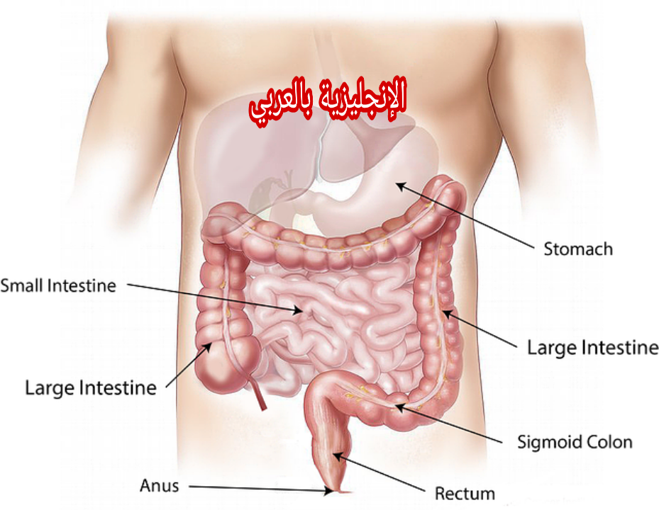 الجهاز الهضمي بالإنجليزي والعربي