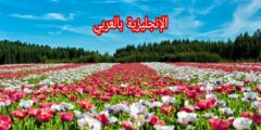 أسماء النباتات بالإنجليزية مترجمة للعربية مع النطق بالعربي