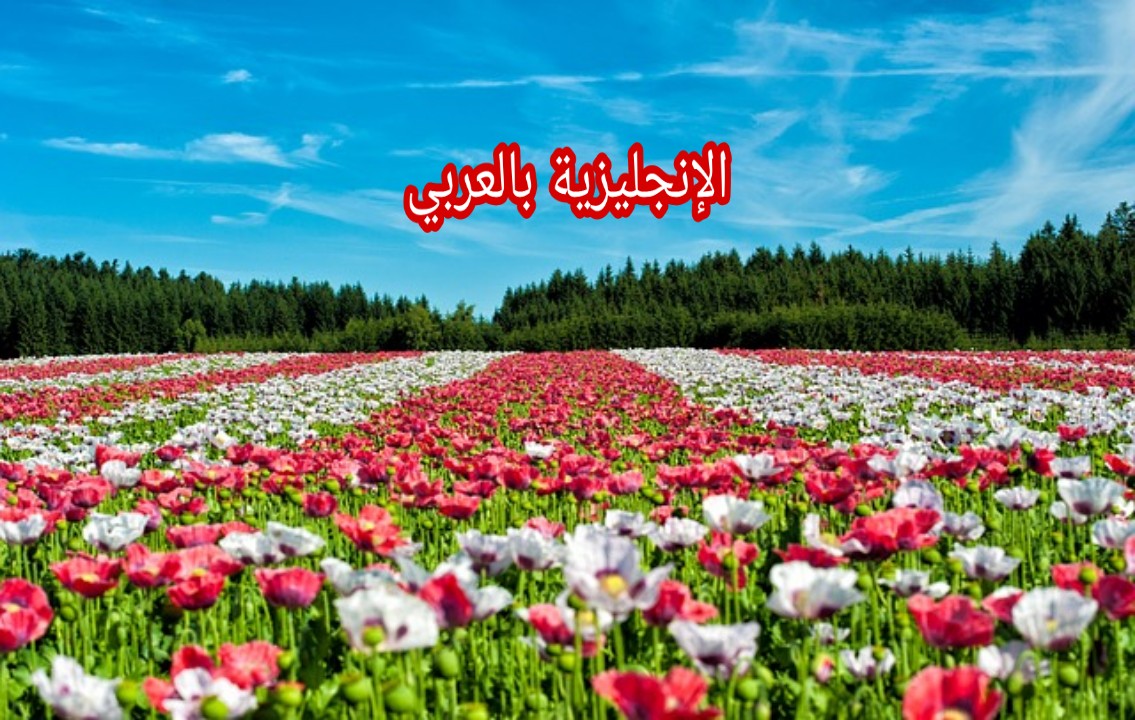 النباتات بالإنجليزي والعربي