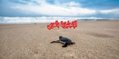 أسماء البرمائيات بالإنجليزي والعربي مع النطق بالعربي