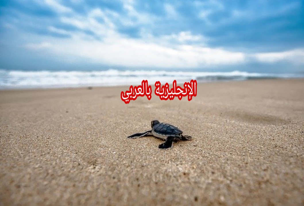 أنواع البرمائيات بالإنجليزي والعربي