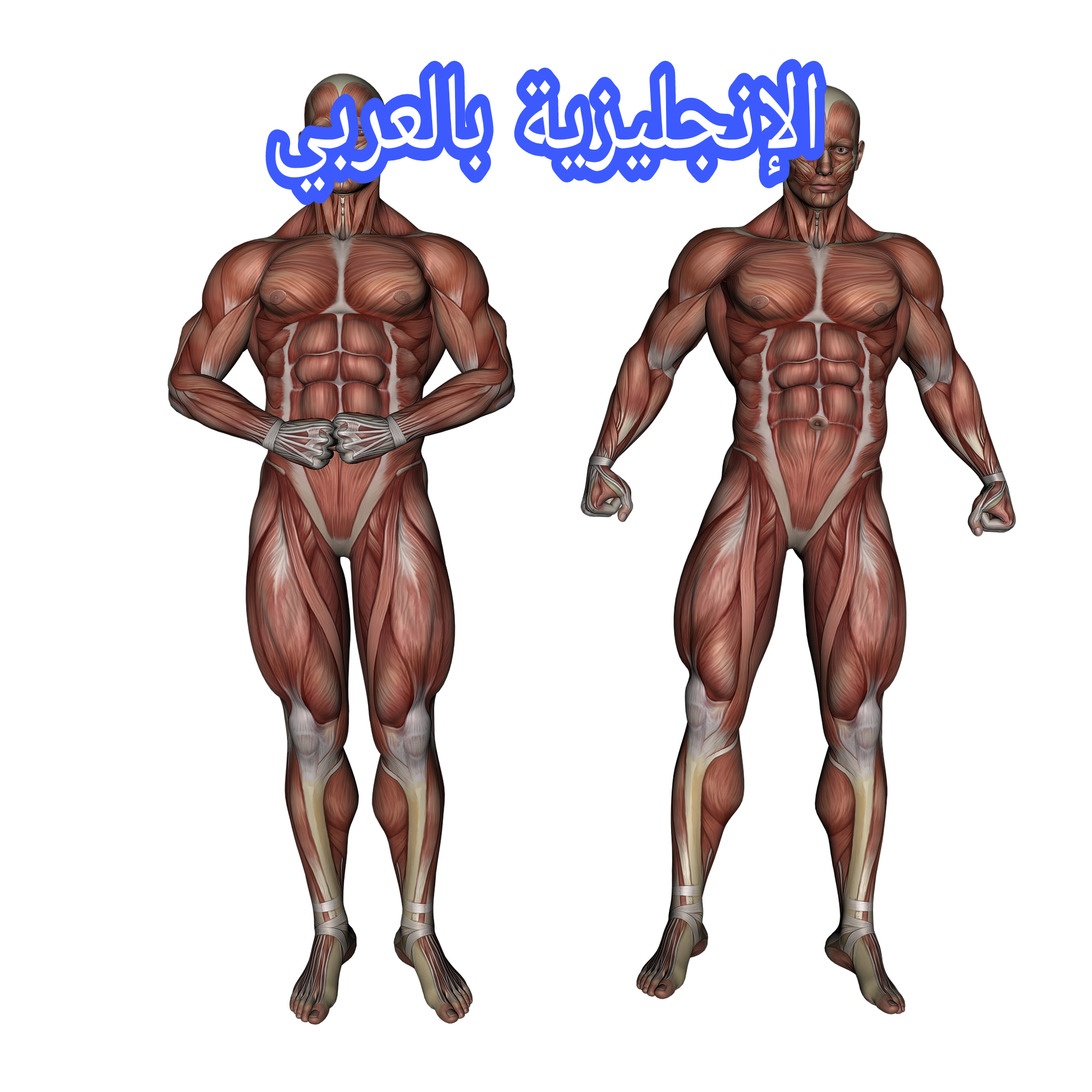 مفردات الجهاز العضمي بالإنجليزية