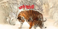 جسم الحيوان بالإنجليزية