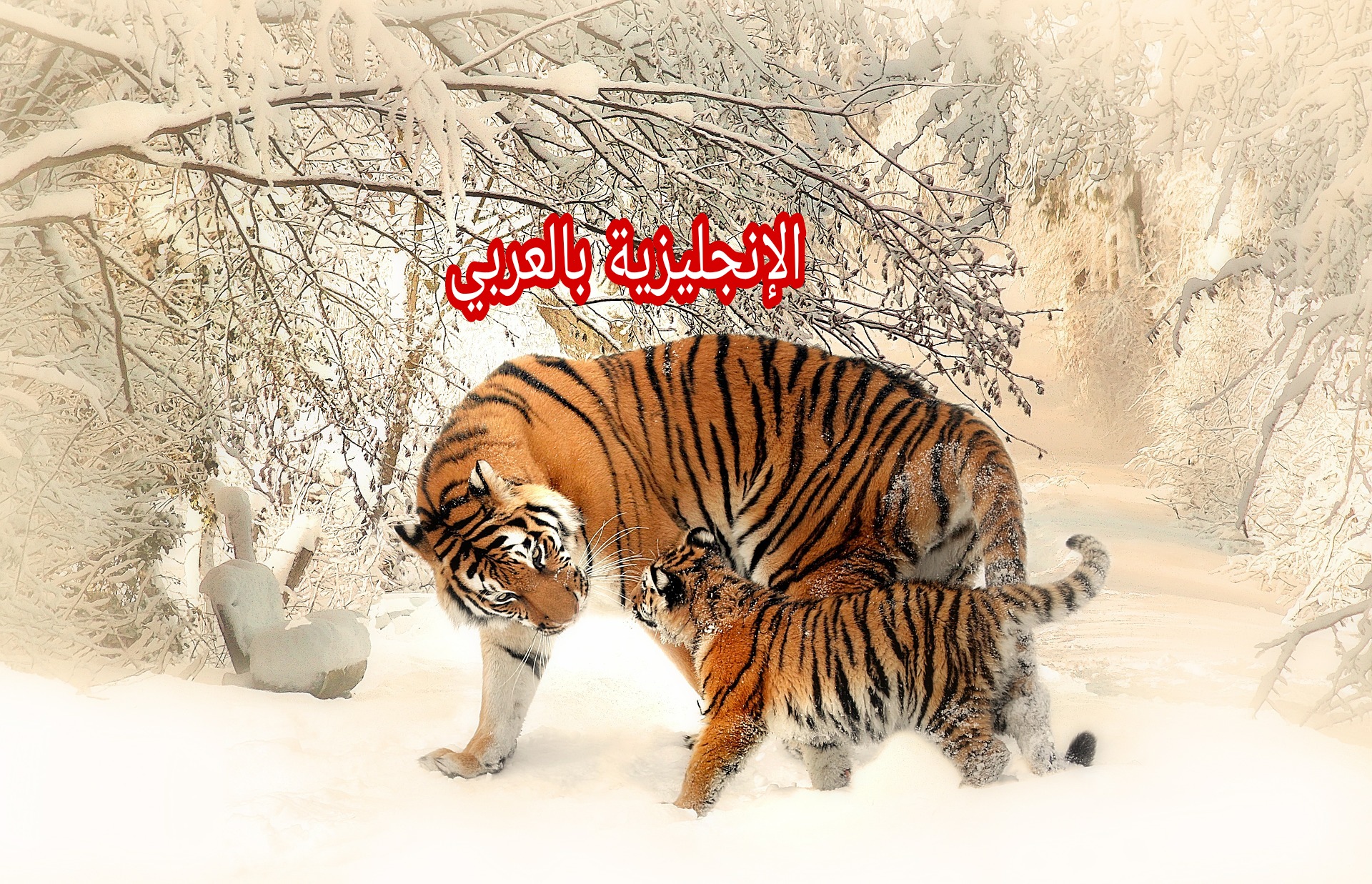 جسم الحيوان بالإنجليزية