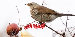 أجزاء جسم الطائر بالإنجليزي والعربي