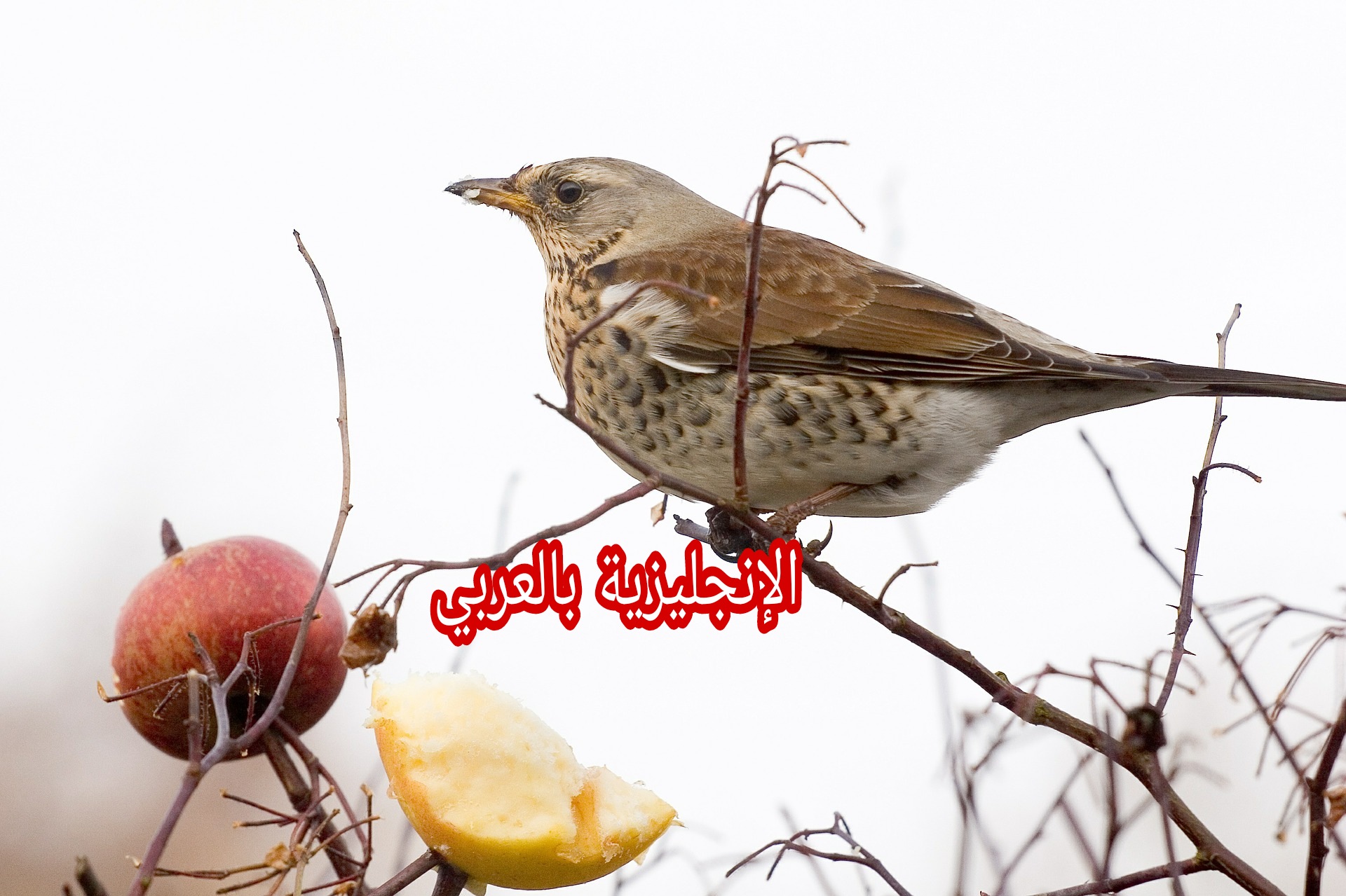 جسم العصافير بالإنجليزية