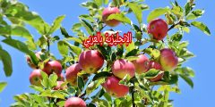 مصطلحات الحديقة بالإنجليزية