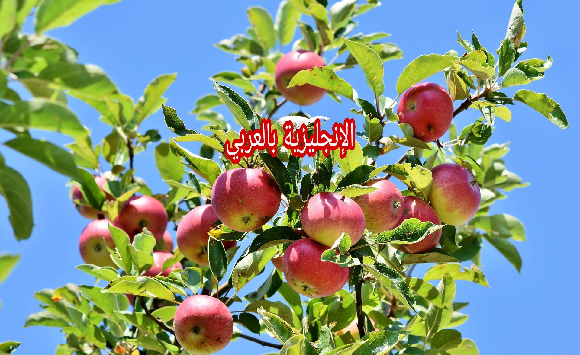 مصطلحات الحديقة بالإنجليزية