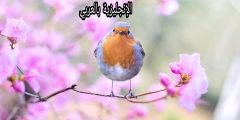 مفردات فصل الربيع بالإنجليزي والعربي