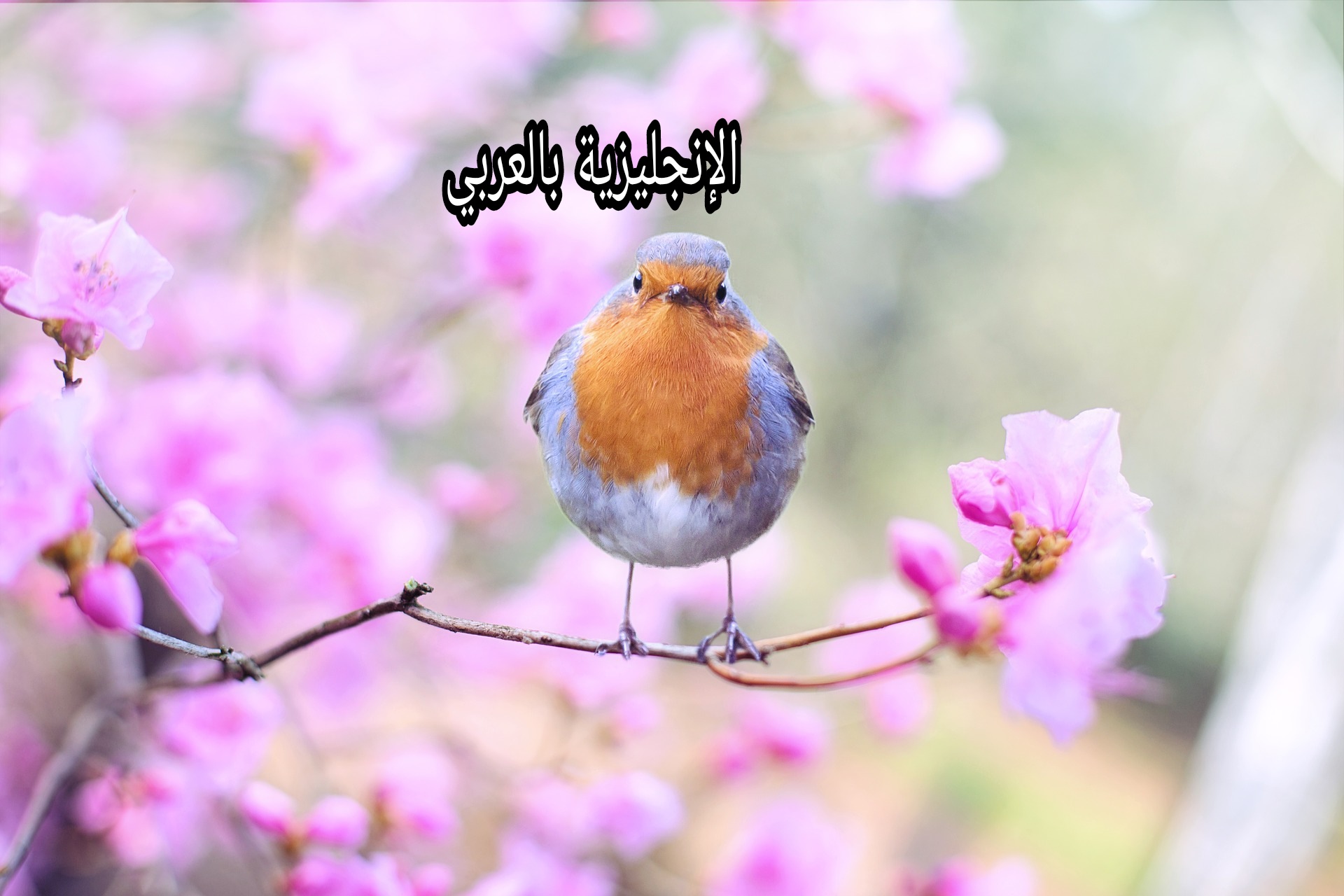 فصل الربيع في اللغة الإنجليزية