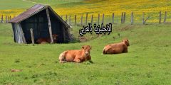أسماء بيوت ومساكن الحيوانات بالإنجليزي والعربي