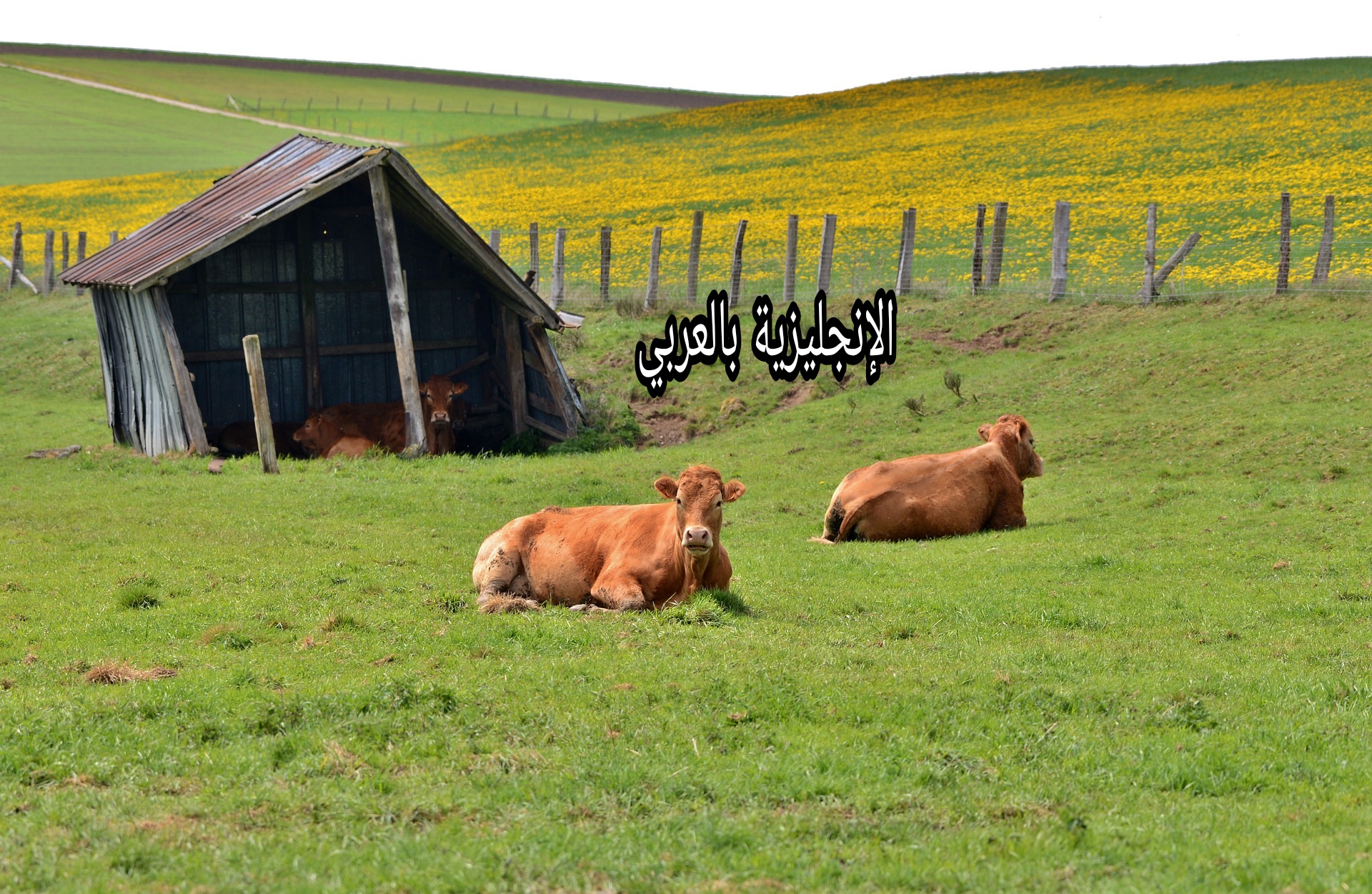 منازل الحيوانات بالإنجليزية