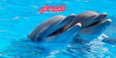 الحيوانات البحرية في الإنجليزية