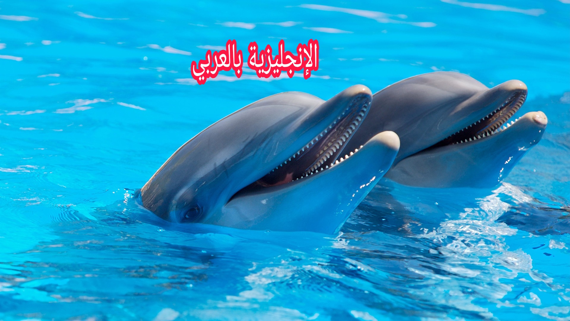 الحيوانات البحرية في الإنجليزية