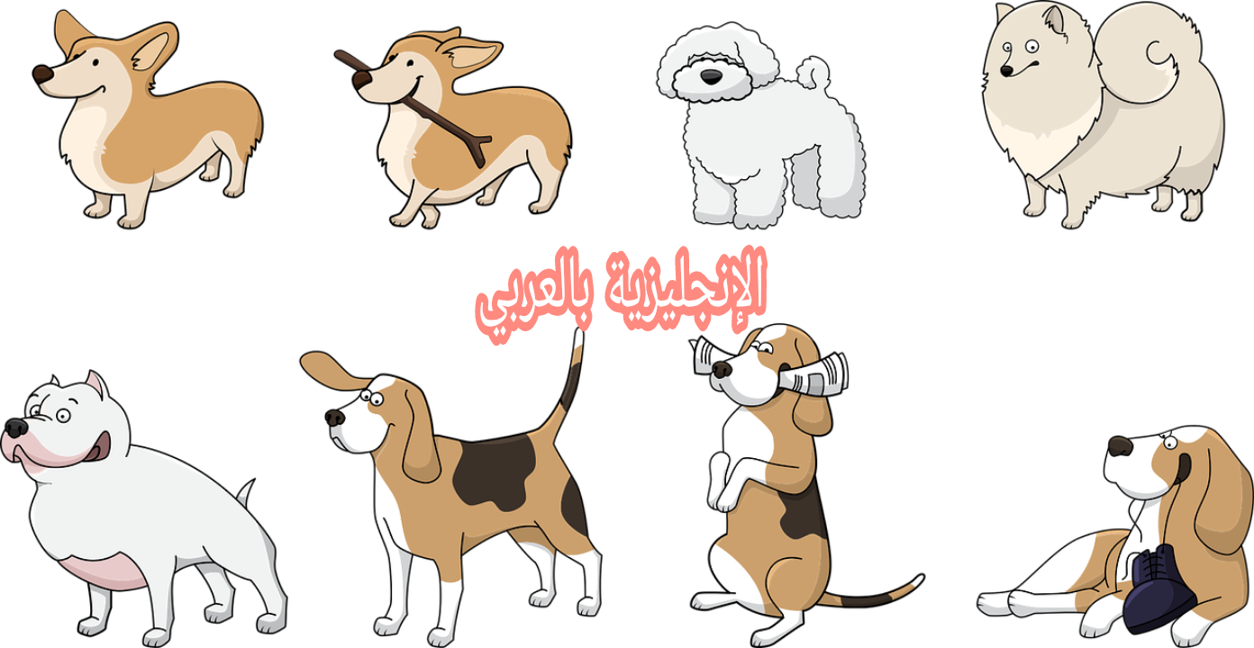 الكلاب في اللغة الإنجليزية