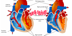 مفردات القلب في الإنجليزية