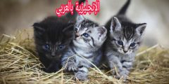 أسماء القطط في الإنجليزية