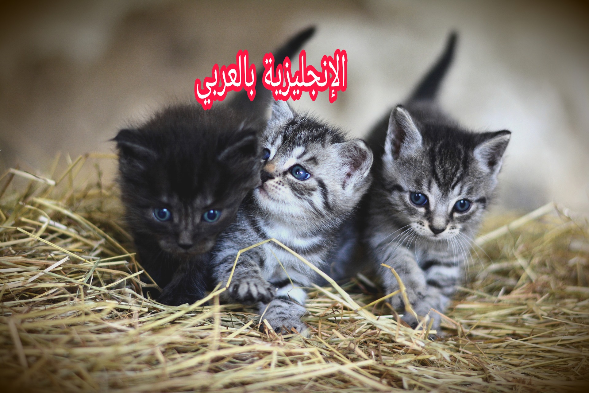 أسماء القطط في الإنجليزية