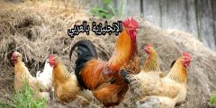 الطيور الداجنة بالإنجليزي