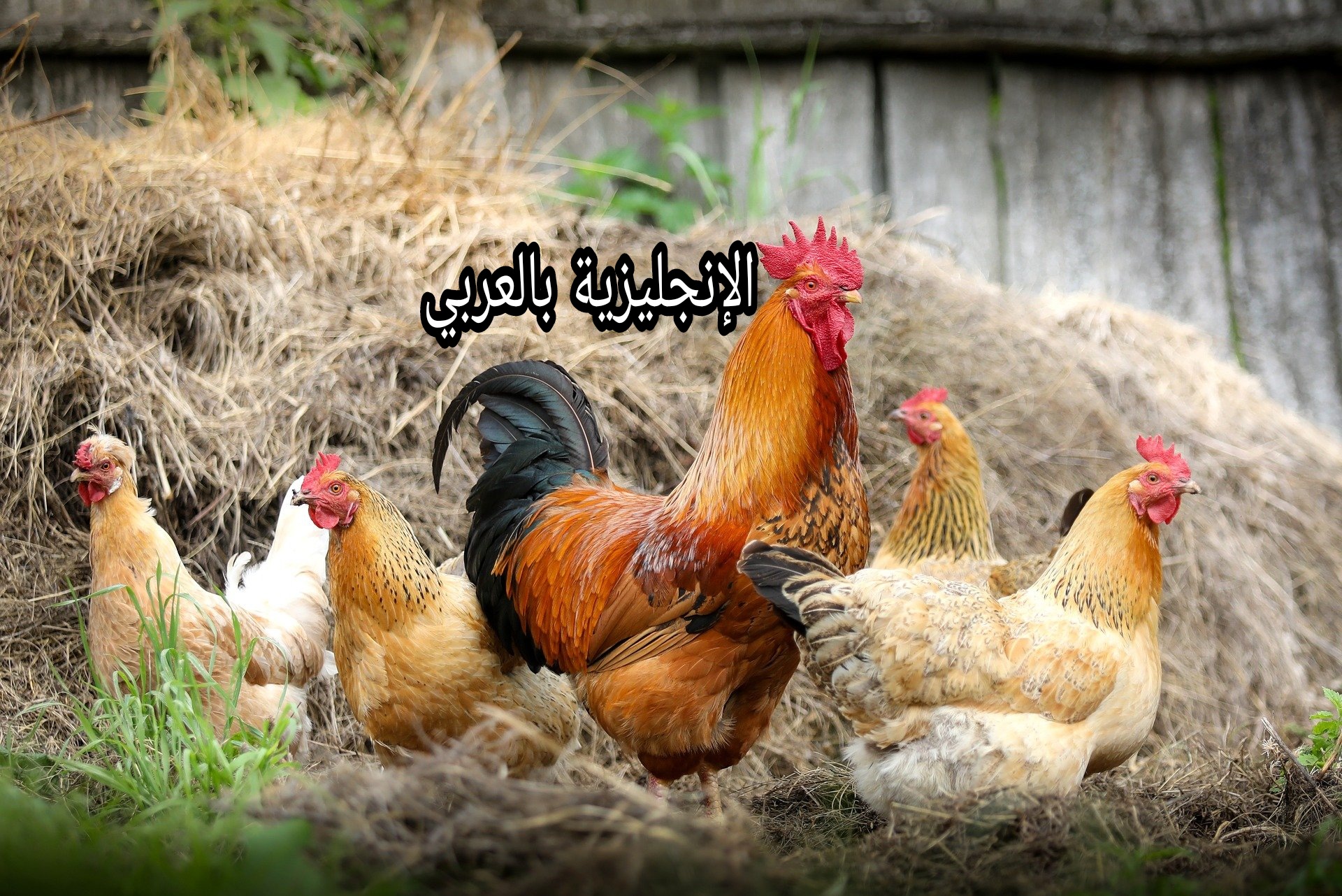 الطيور الداجنة بالإنجليزي