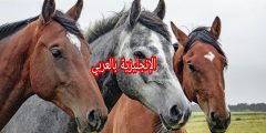 مفردات الأحصنة بالإنجليزية