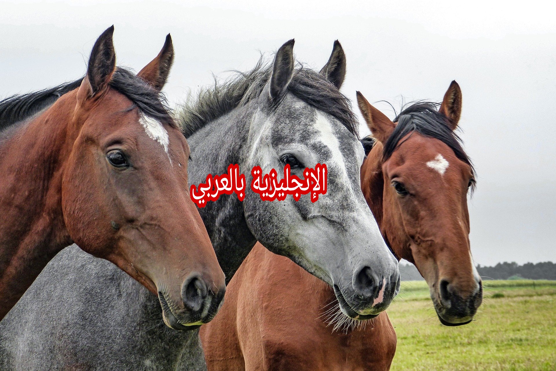 مفردات الأحصنة بالإنجليزية