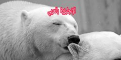 أسماء الدببة بالإنجليزي والعربي