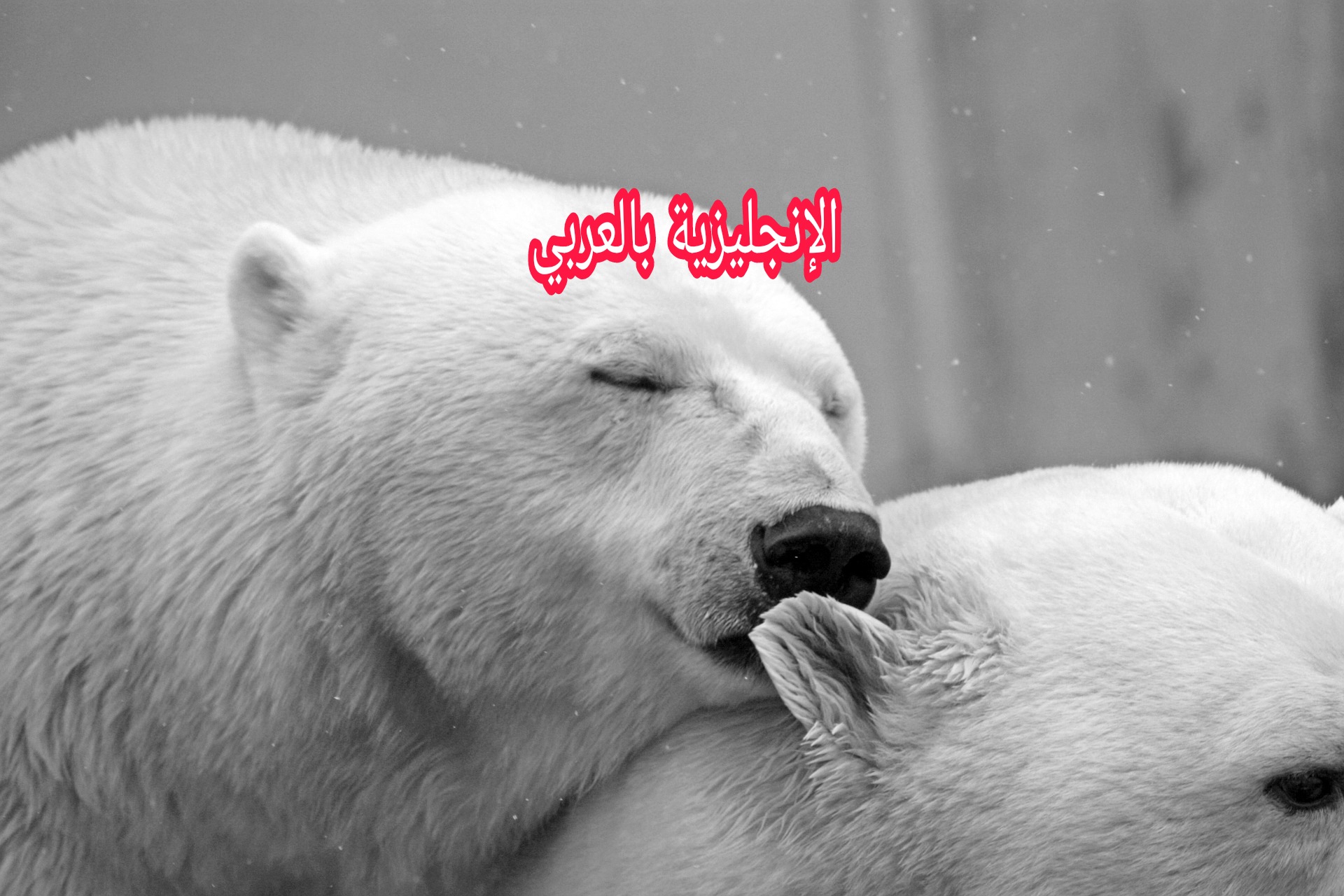 أنواع الدب في الإنجليزية