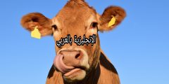 تعبير أو برجراف عن البقرة بالإنجليزي