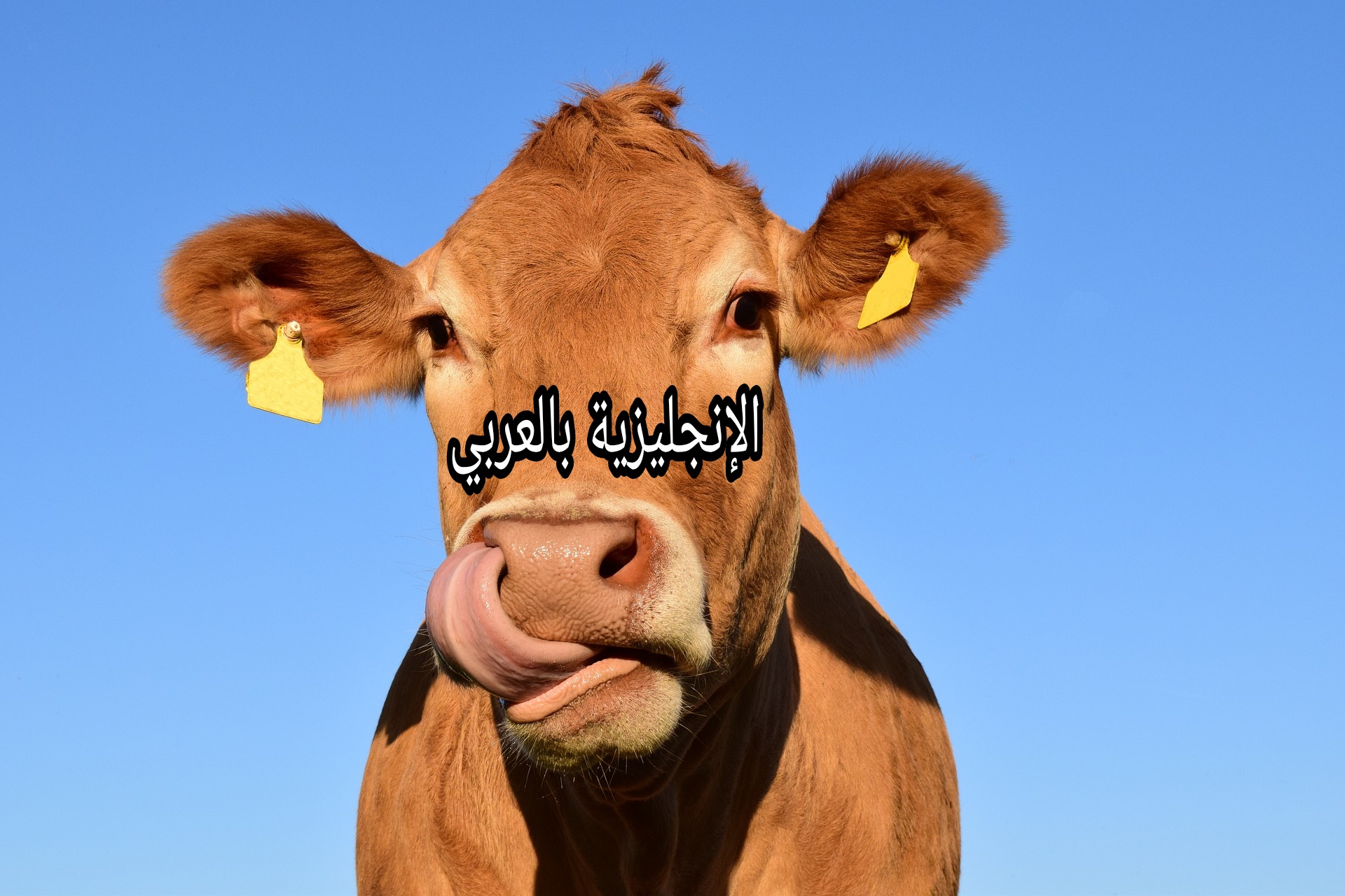 مقال حول البقرة بالإنجليزية