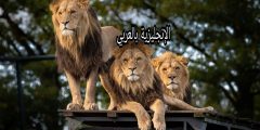 مقال حول الحديقة بالإنجليزية