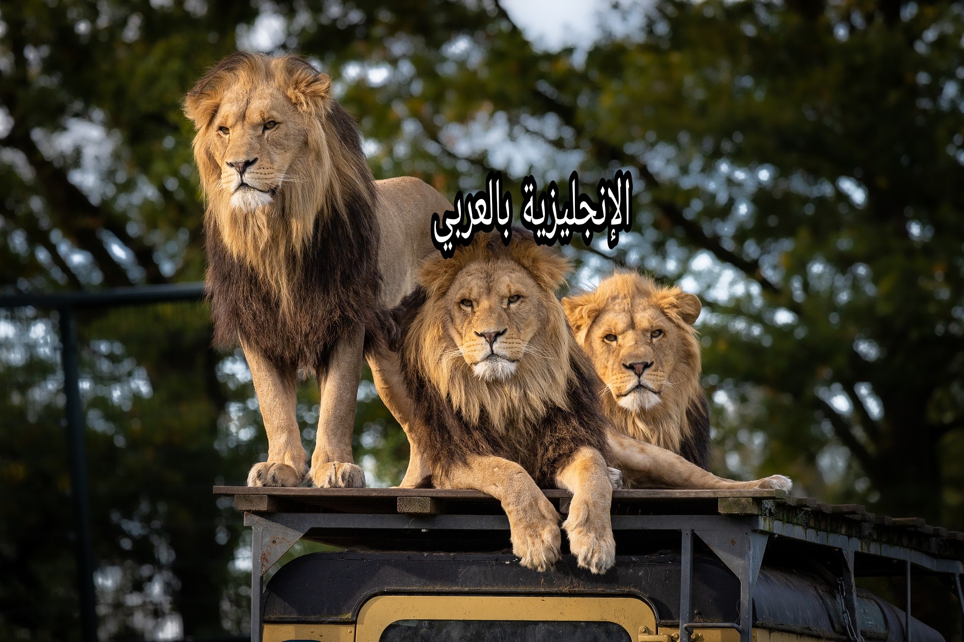 مقال حول الحديقة بالإنجليزية