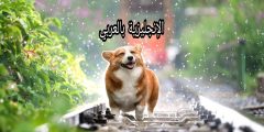 تعبير أو برجراف عن الكلب بالإنجليزي