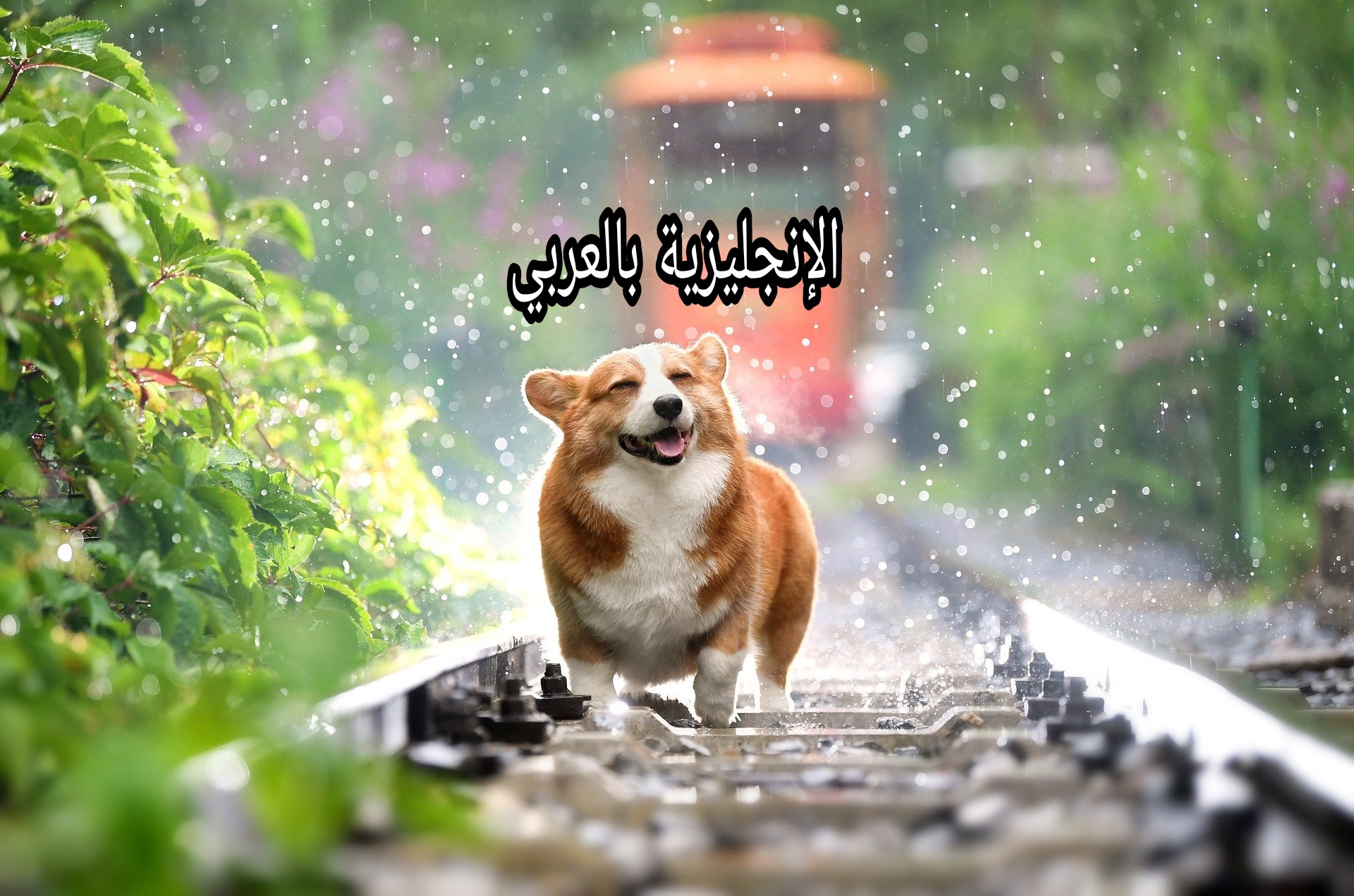 مقال حول الكلاب بالإنجليزي
