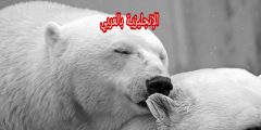 تعبير أو برجراف عن الدب القطبي بالإنجليزي